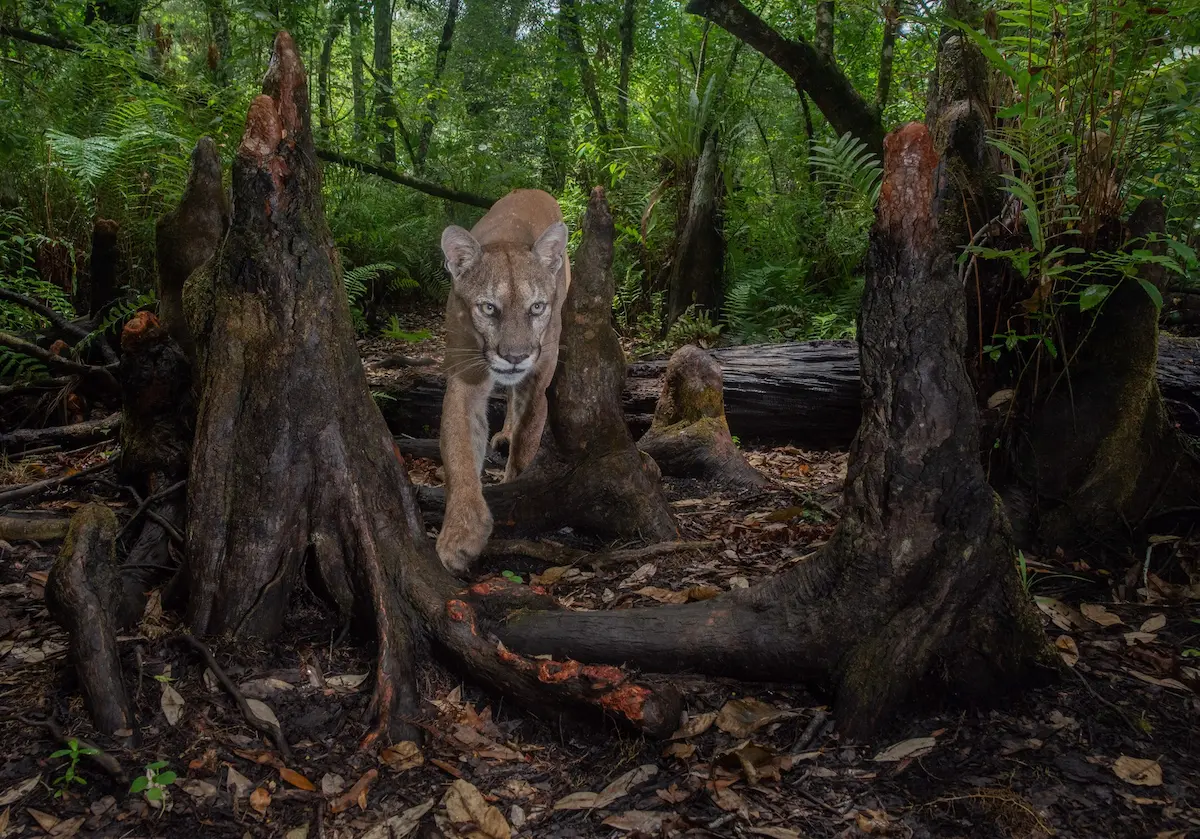 Carlton Ward Jr.'s Realm of the Panther photo features a Florida panther walking toward the camera in a wooded area. The ground appears damp, with fallen leaves covering the ground. Cypress knees surround the wild puma.